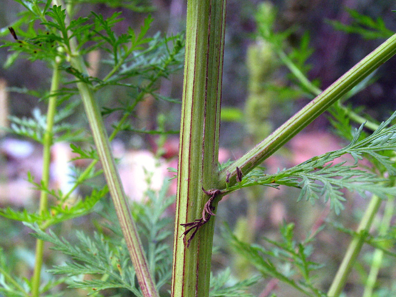 Artemisia annua / Assenzio annuale